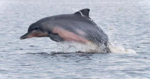 Dolphin Leaping Out of Ocean Waves Stock Photos