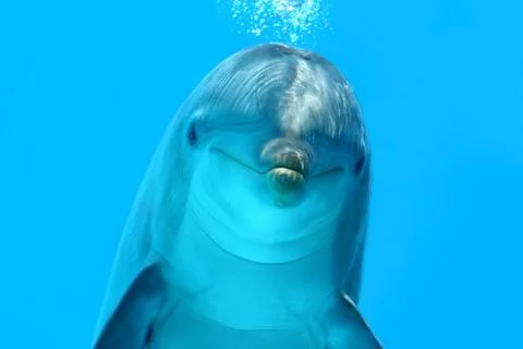 Dolphin look Stock Photos