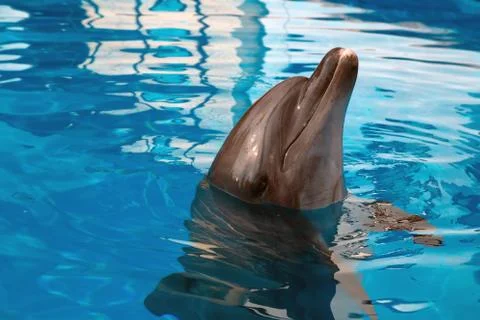 Dolphin looking up Stock Photos