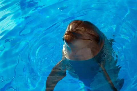 Dolphin looking up Stock Photos