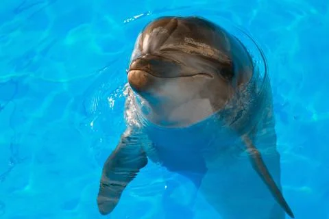Dolphin looking up Stock Photos