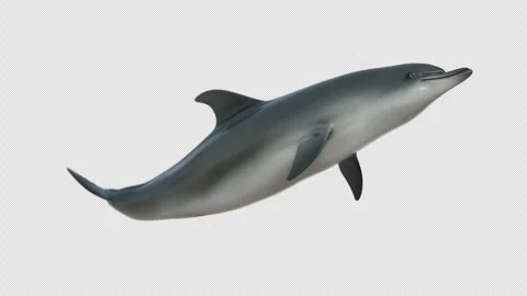 Dolphin low Angle pond Video stock 253572764