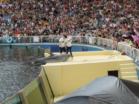 Dolphin lying Foto stock