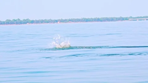Dolphin making leap in air. Sea carnivore hunting for tuna fish. Sri Lanka Stock Footage