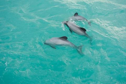 Dolphin mammal Foto stock