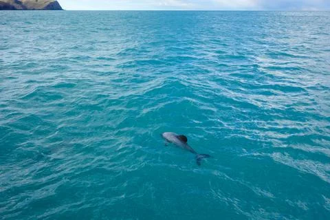Dolphin mammal Foto stock