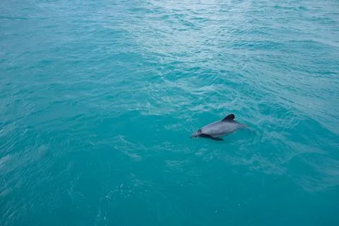 Dolphin mammal Stock Photos