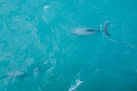 Dolphin mammal Foto stock