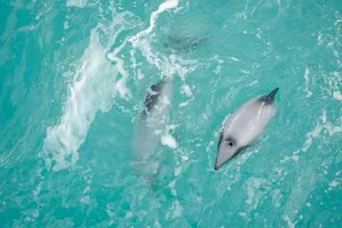 Dolphin mammal Stock Photos