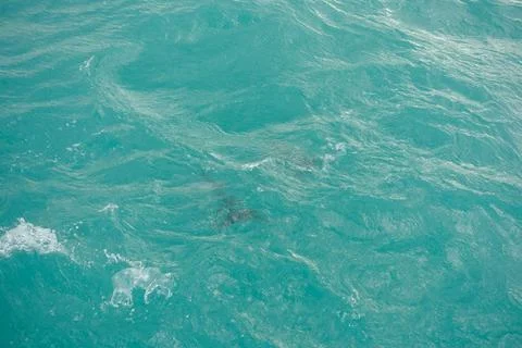 Dolphin mammal Foto stock