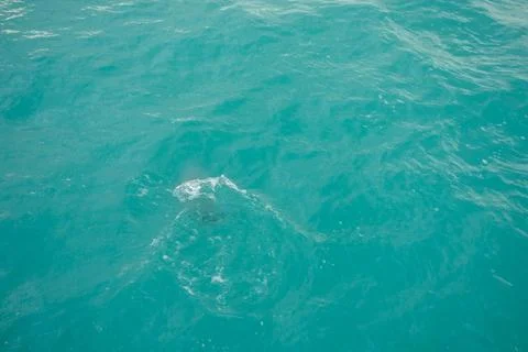 Dolphin mammal 스톡 사진