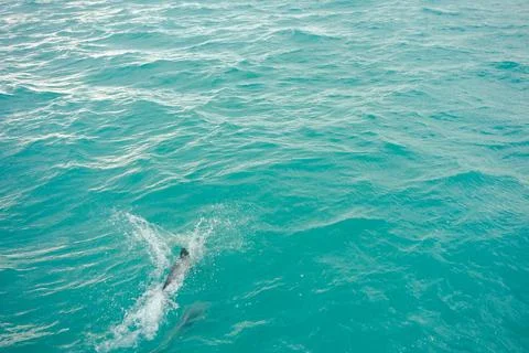 Dolphin mammal Stock Photos