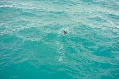 Dolphin mammal Stock Photos