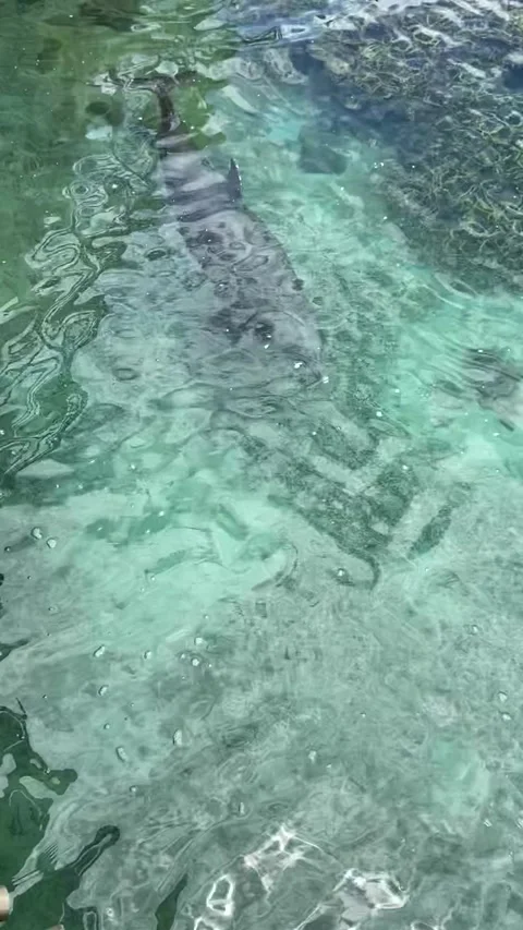 Dolphin in Moorea Video stock 344349208