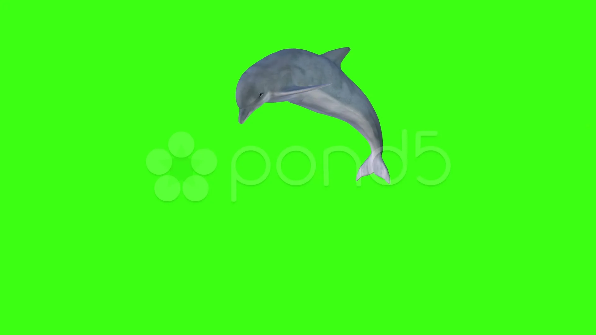 animal crossing dolphin black screen animal crossing dolphin black screen