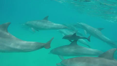 Dolphin newborn Stock Footage 148117515