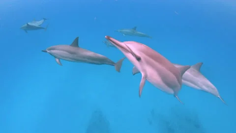 DOLPHIN NOSE FIRST CLOSE TO CAMERA LENS R-L Stock Footage 196308853