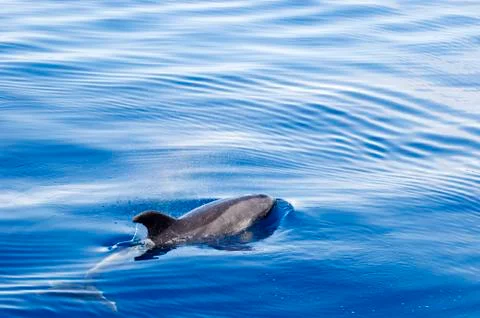 Dolphin on ocean surface Stock Photos