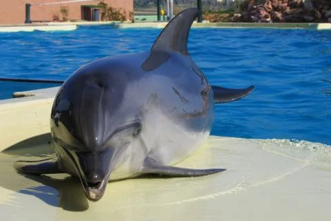 Dolphin outside the pool Stockfoto's