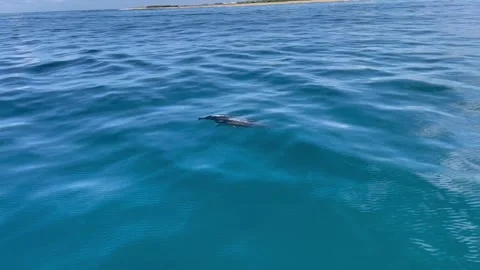 Dolphin Pair Swimming and Surfacing Stock Footage 311886863