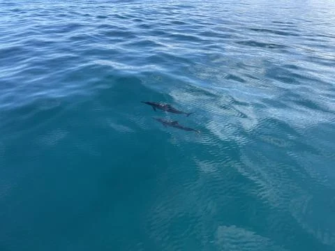 Dolphin Pair Swimming Below Surface 库存照片