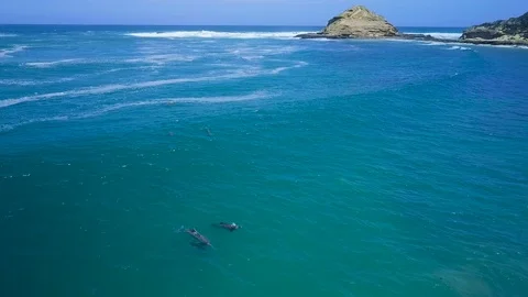 Dolphin Paradise Stock Footage 102181191