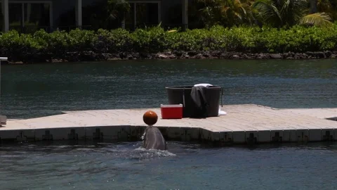 Dolphin in Pen Playing with Ball Stock Footage 104684700