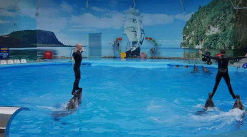 Dolphin Performance in the Dolphinarium Stock Footage 67329707