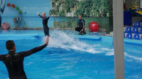 Dolphin Performance in the Dolphinarium Stock Footage 67329917