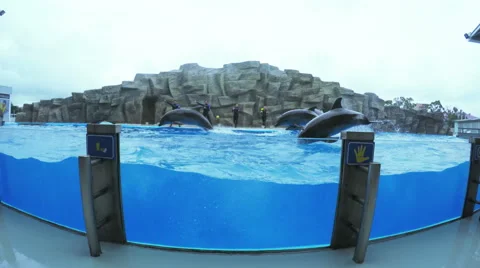 Dolphin performance in pool Stock Footage 56479919