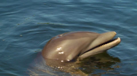 Dolphin performing in lake Video stock 57815044