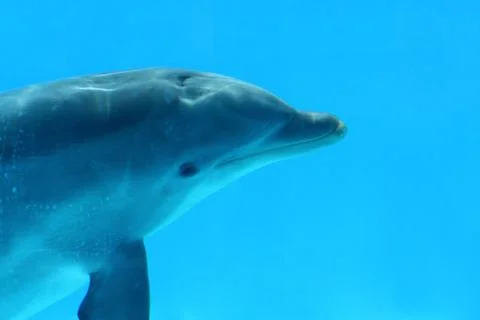 Dolphin 스톡 사진