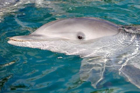 Dolphin Foto stock