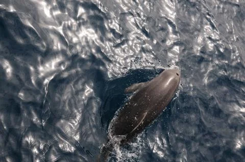 Dolphin Stock Photos