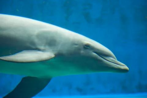 Dolphin Stock Photos