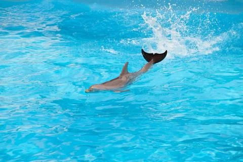 Dolphin Stock Photos