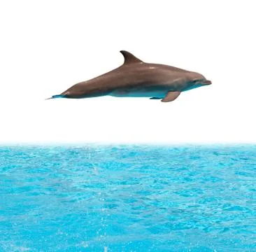 Dolphin Stock Photos