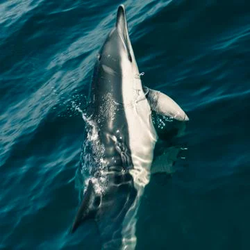 Dolphin Stock Photos