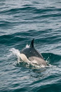 Dolphin Stock Photos