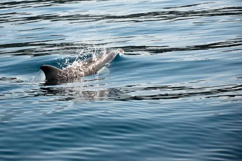 Dolphin Stock Photos