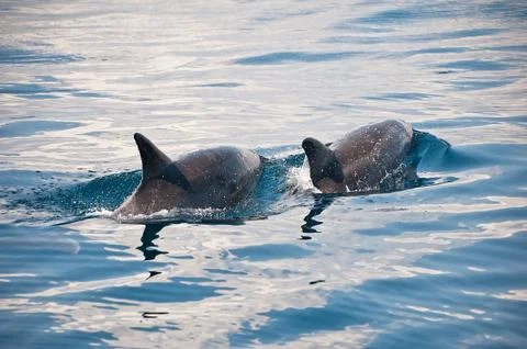 Dolphin Stock Photos