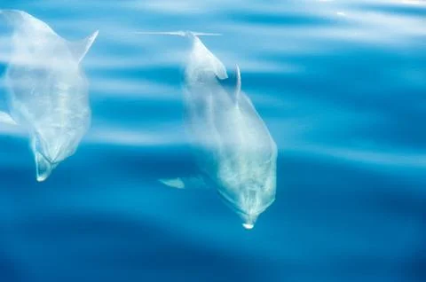 Dolphin Stock Photos