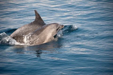 Dolphin Stock Photos