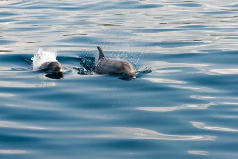 Dolphin Stock Photos