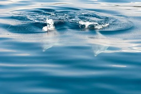Dolphin Stock Photos