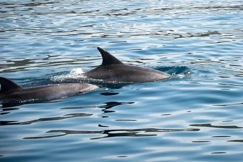 Dolphin Stock Photos