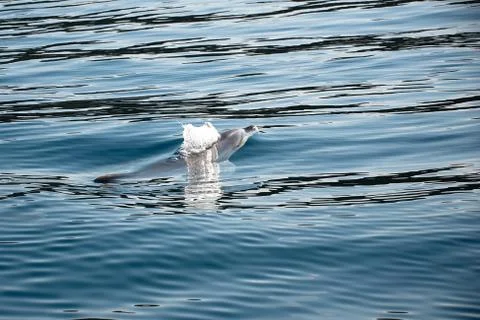 Dolphin Stock Photos