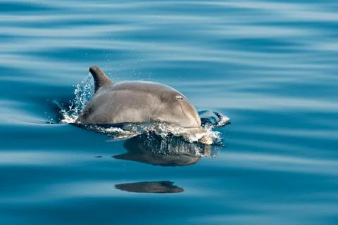 Dolphin Fotos de archivo