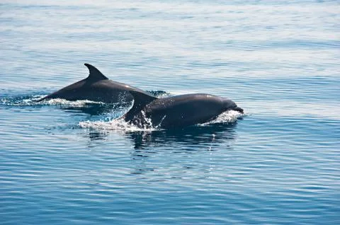 Dolphin Stock Photos