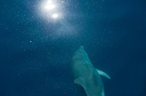 Dolphin Stock Photos